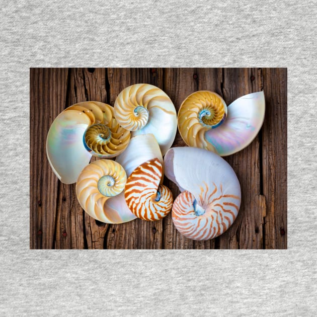 Six Chambered Nautilus by photogarry